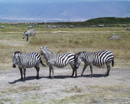 zebra line
